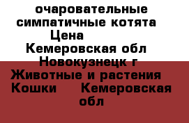 очаровательные симпатичные котята › Цена ­ 1 000 - Кемеровская обл., Новокузнецк г. Животные и растения » Кошки   . Кемеровская обл.